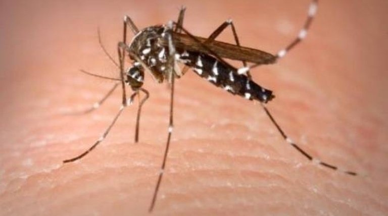 Aedes strikes Bidor